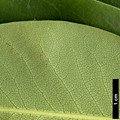 SpeciesSub: var. fargesii